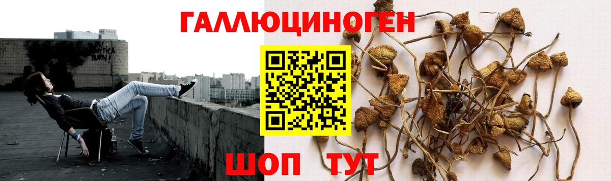 Псилоцибиновые грибы GOLDEN TEACHER Черкесск
